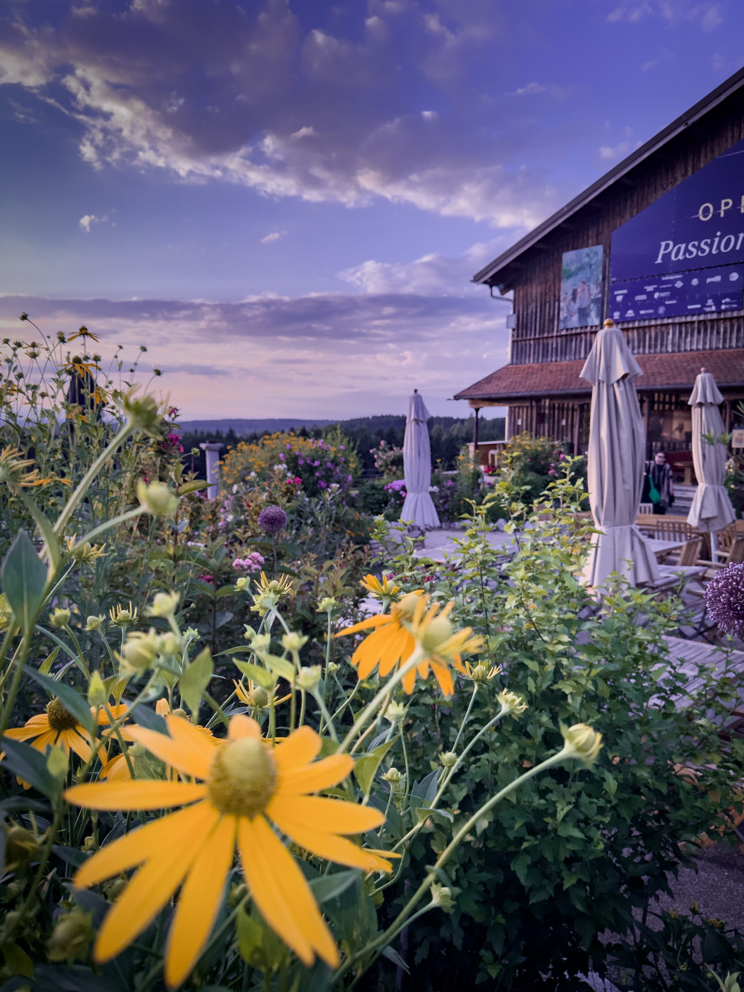Immling Blumen Sonnenhut